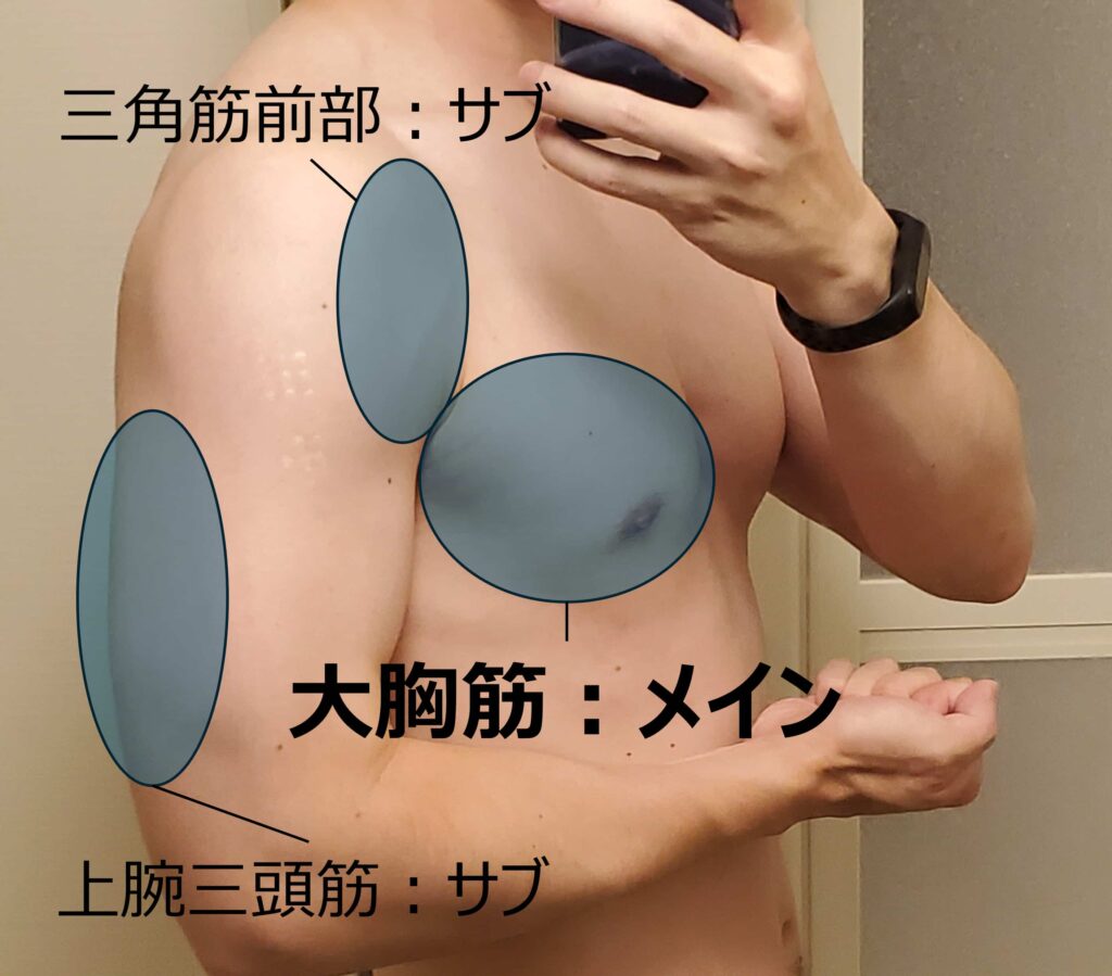 ベンチプレスで鍛えられる主な部位